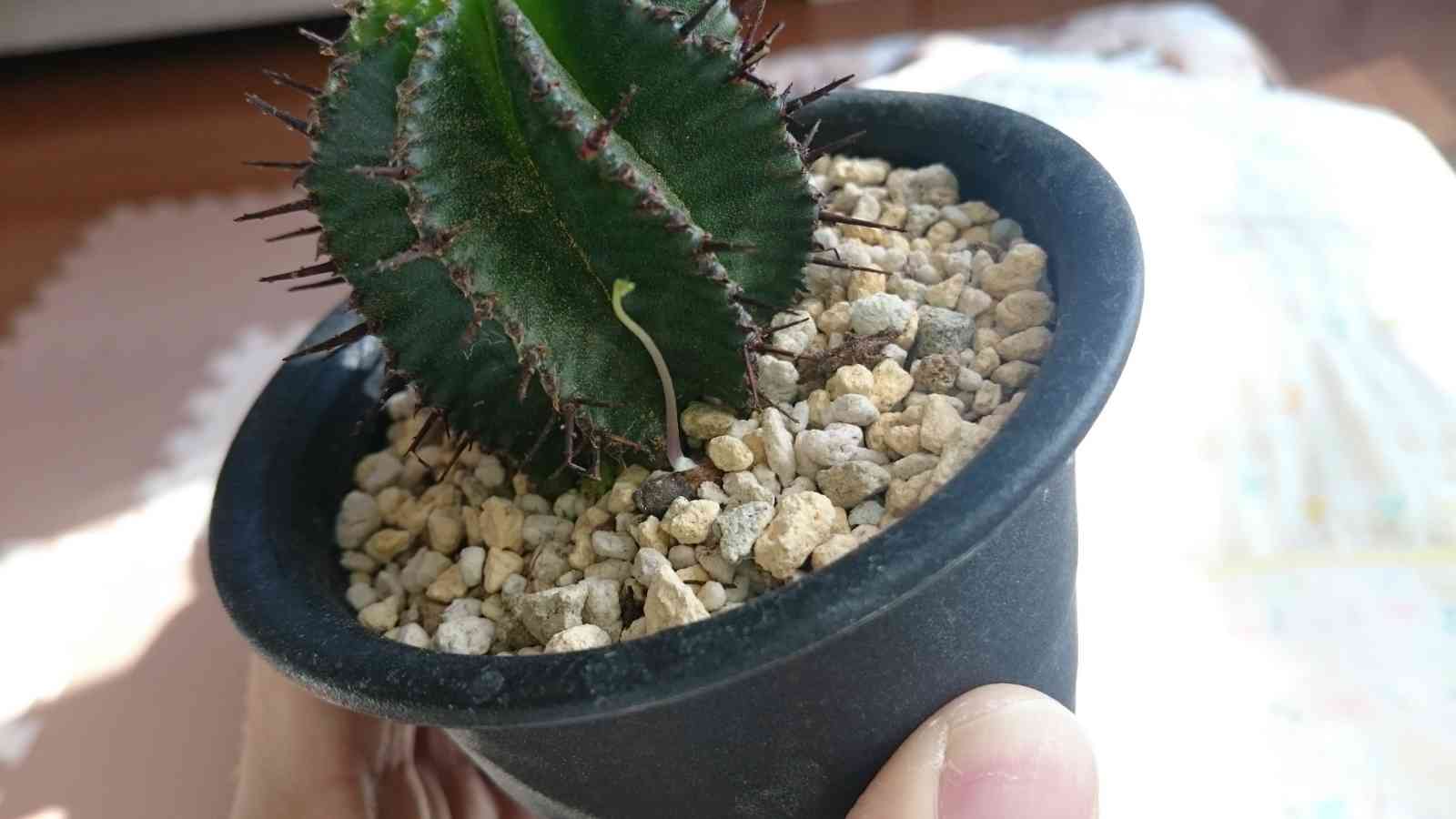 ★奈良研★サボテン・多肉色々★333★亀甲竜★ 復活した亀甲竜＆軍艦多肉を美味しく手直し(◍¯﹃¯◍) | ＊vanilla-days＊