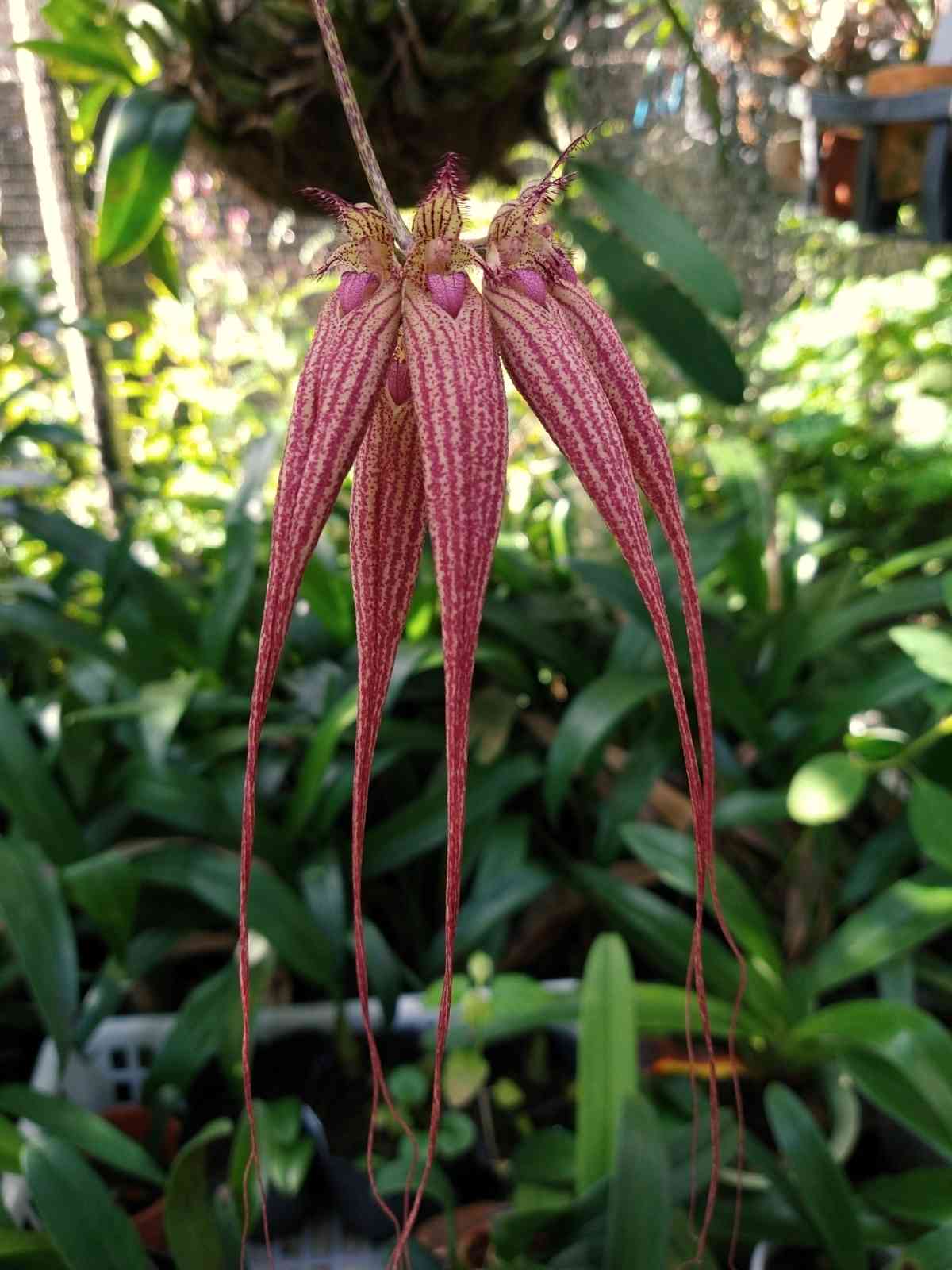 バルボフィラム エリザベス アンの一覧｜🍀GreenSnap（グリーンスナップ）