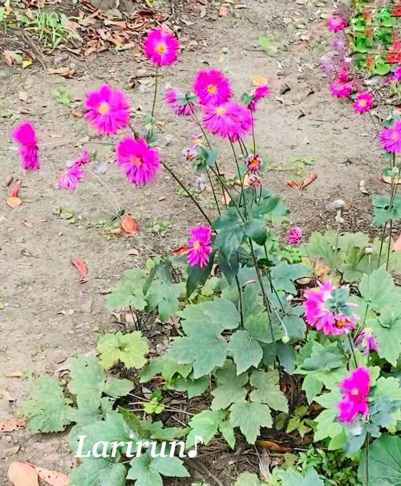 らりるん♪さんの山下公園への投稿