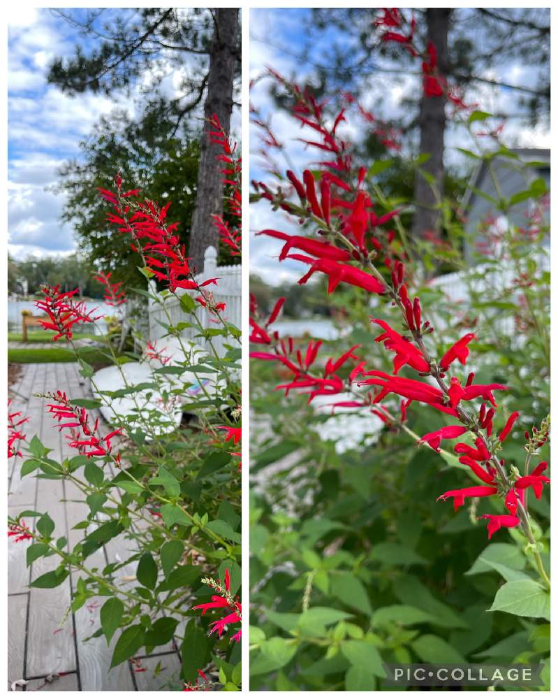 パイナップルセージの投稿画像 By ブルーネストさん 小さな庭と秋ですとおうち園芸とハーブと赤い花とガーデニングと香る葉と秋ですとおうち園芸とハーブと 赤い花とガーデニングと香る葉 21月10月18日 Greensnap グリーンスナップ Greensnap グリーン