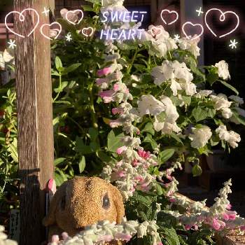サルビアレウカンサ  ピンクアメジストの画像 by myu〜さん | 小さな庭とインパチェンスとサルビアレウカンサ  ピンクアメジストと白い花とピンク❤︎ピンクとおうち園芸