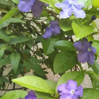良い香り♡の画像 by おはるんさん | 玄関と良い香り♡とコロナに負けるな！と今日のお花と花のある暮らしとブルーのお花♡