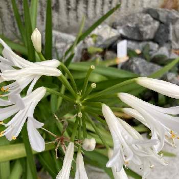 姫アガパンサスの投稿画像一覧 Greensnap グリーンスナップ