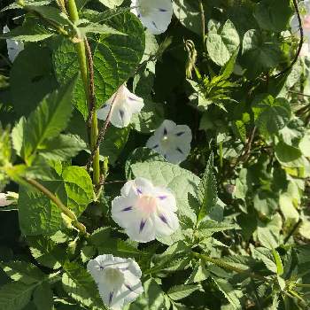 西洋朝顔 ミルキーウェイの投稿画像一覧 Greensnap グリーンスナップ