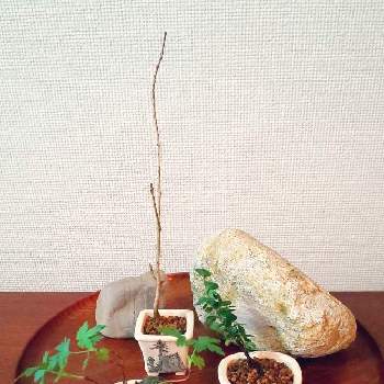 不明の画像 by たねちゃんさん | 部屋とヤブサンザシとベニシタンと不明と盆栽とミニ盆栽とちびっこい倶楽部