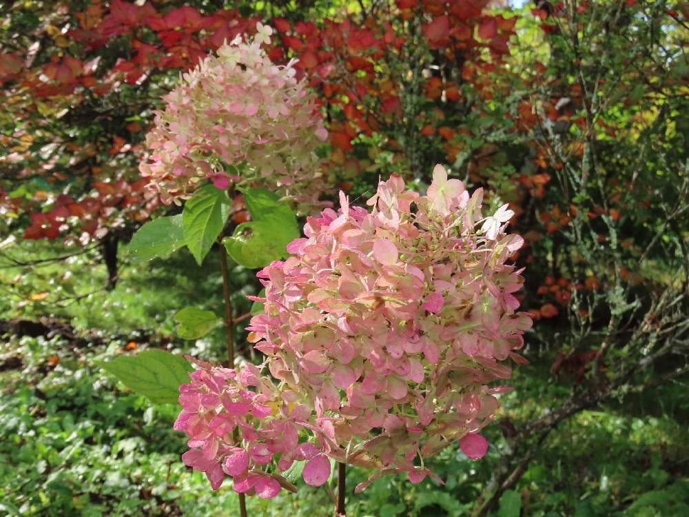 広い庭の投稿画像 By Komichiさん ピラミッドアジサイ ライムライト とピラミッド紫陽花 とマイガーデンとナチュラルガーデンと紅葉 とノリウツギ ライムライトと八ヶ岳とピラミッドアジサイ ライムライト とピラミッド紫陽花 とマイガーデンとナチュラルガーデンと