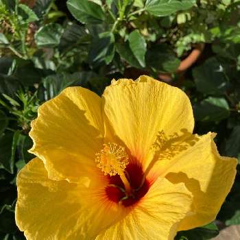 今週も頑張る❣️の画像 by んさん | 小さな庭とハイビスカス (ハワイアンイエロー)といつもありがとうございます❣️と元気もらえると上を向いて咲こうと今週も頑張る❣️とビタミンF