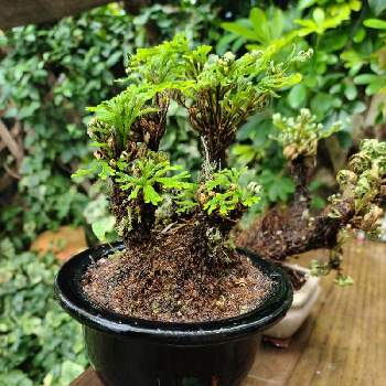 イワヒバ科 の投稿画像一覧 Greensnap グリーンスナップ