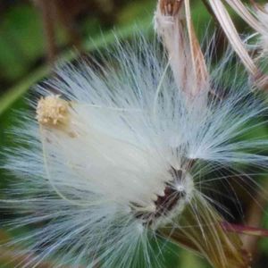 山野草,屋上庭園,かわぃぃ。,自然大好き,草花大好きの画像