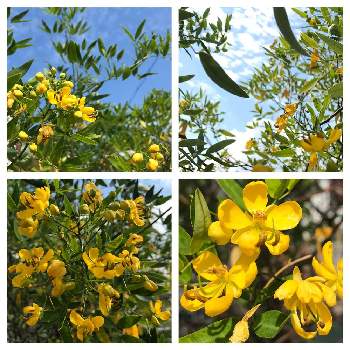 アンデスの乙女の投稿画像一覧 Greensnap グリーンスナップ