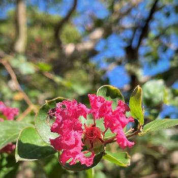  サルスベリの画像 by サルボックさん | ピンクのお花と サルスベリ