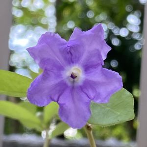 ニオイバンマツリ,南国,今日のお花,おうち園芸,南西玄関アプローチの画像