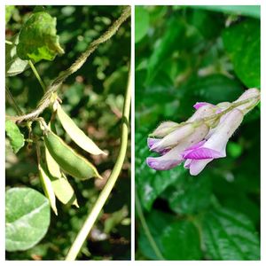 ヤブマメ,藪豆,ヤブマメの実,つる性植物,マメ科の画像