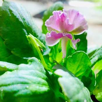 オルトランDX忘れずにの画像 by Stella⭐️さん | 小さな庭とビオラとピンク❤︎ピンクと植中毒とオルトランDX忘れずにとぞうさんビオラ！とピンクのお花と可愛いと花のある暮らしと楽しみ〜