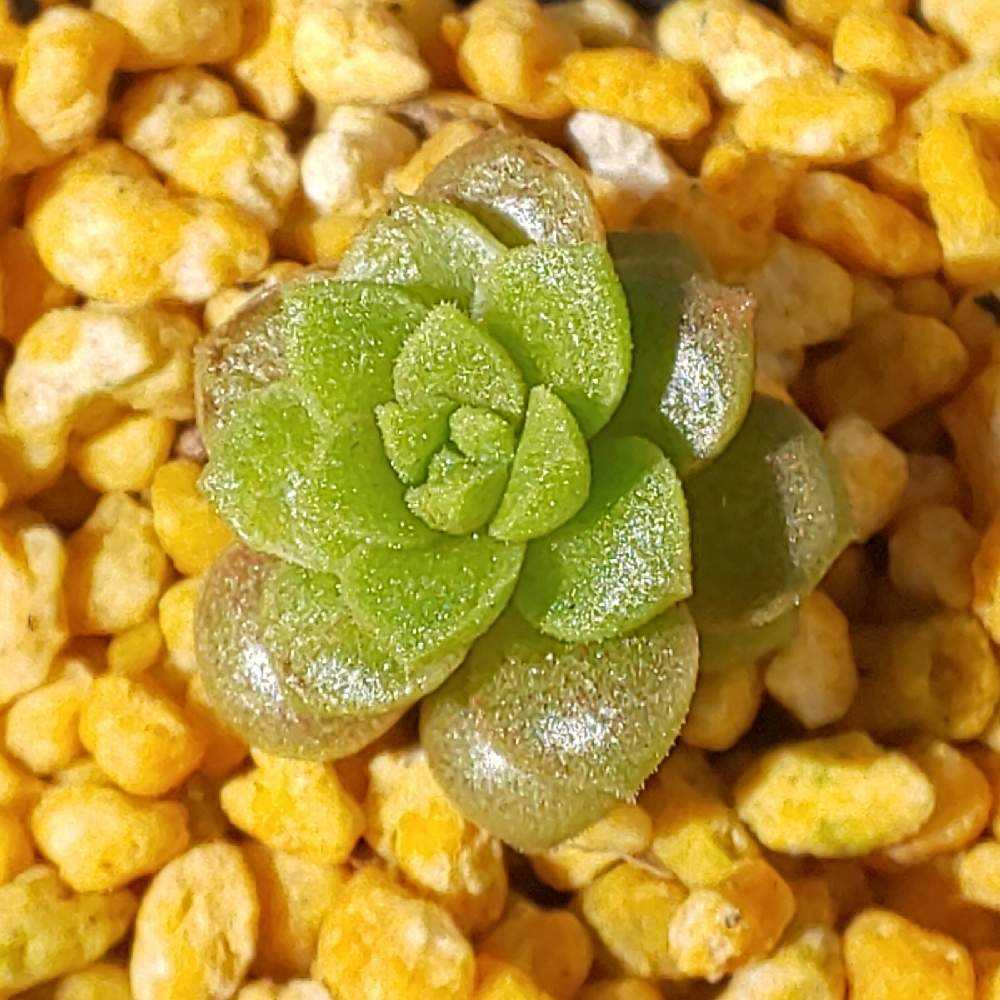 ✾多肉植物　リトルジェム錦　リトルジェム紅錦　3カット　カット苗 ✾多肉植物 リトルジェム錦 リトルジェム紅錦 3カット カット苗