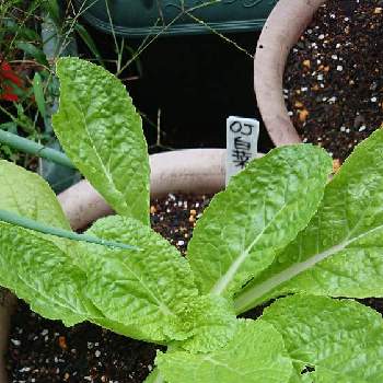 白菜の栽培の投稿画像一覧 Greensnap グリーンスナップ