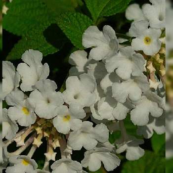 ランタナ 白の投稿画像一覧 Greensnap グリーンスナップ