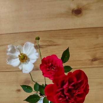  秋明菊の画像 by あななさん | 部屋とミニバラ・フローランドと涼しくなってきたから切り花が長持ちと真っ赤なバラと 秋明菊と花のある暮らしと切り花と白い磁器の一輪挿し