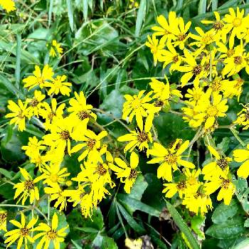野山の植物の画像 by こつぶさん | ツワブキと野山の植物とあきですねと散歩と幸せの黄色いお花と月曜日にビタミンカラーとかわいい