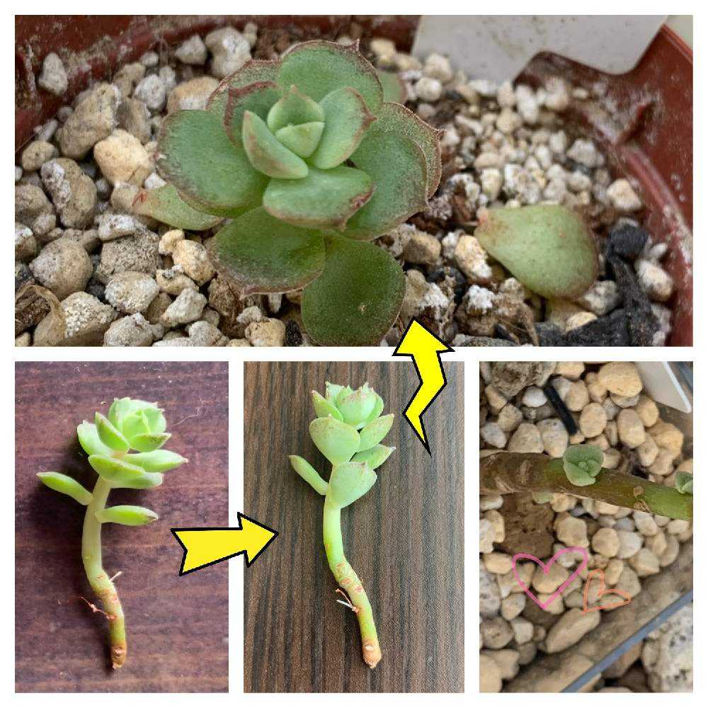 初心者、見切り10円の多肉たちを育ててみる。｜🍀GreenSnap（グリーン