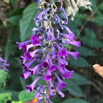 赤紫色の花の投稿画像一覧 Greensnap グリーンスナップ