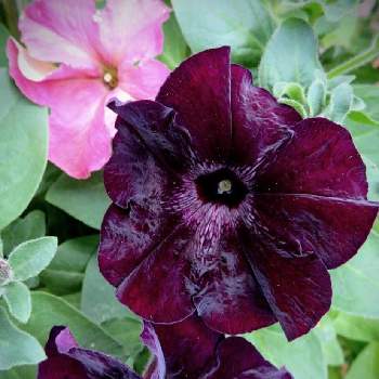 黒いお花が好きの投稿画像一覧 Greensnap グリーンスナップ 黒いお花が好きの投稿画像一覧 Greensnap グリーンスナップ