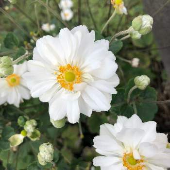 八重の花の投稿画像一覧 Greensnap グリーンスナップ