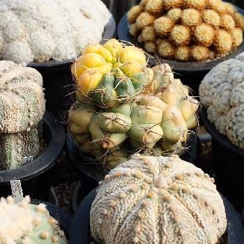 サボテンたちの画像 by kohamasashiさん | サボテンたちとサボテンとサボテン科と今日の一枚と珍奇植物と植中毒