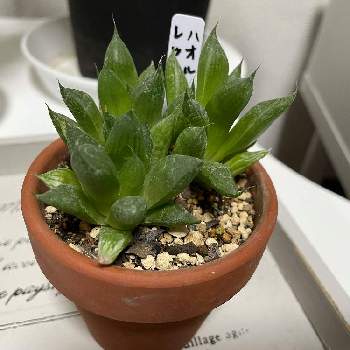 ハオルチア レッツーサの投稿画像一覧 Greensnap グリーンスナップ