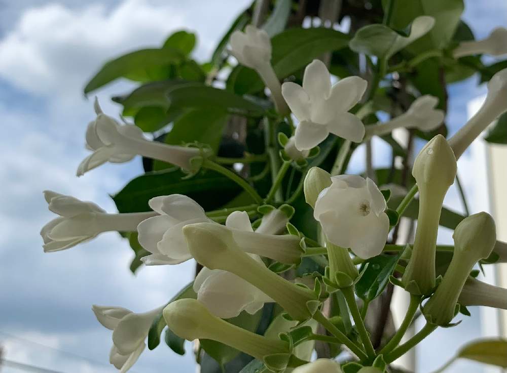 水挿しマダガスカルジャスミン Greensnap グリーンスナップ