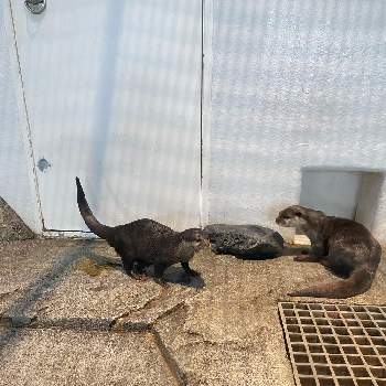 ニフレルの投稿画像一覧 Greensnap グリーンスナップ