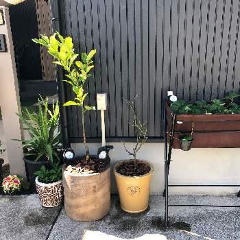 土佐文旦 パールカンの投稿画像一覧 Greensnap グリーンスナップ