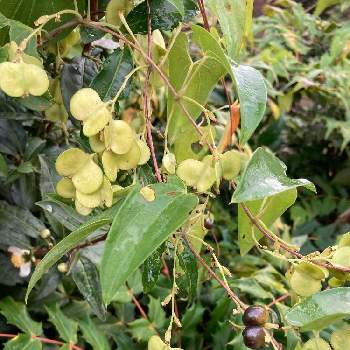 山芋の花の一覧 Greensnap グリーンスナップ