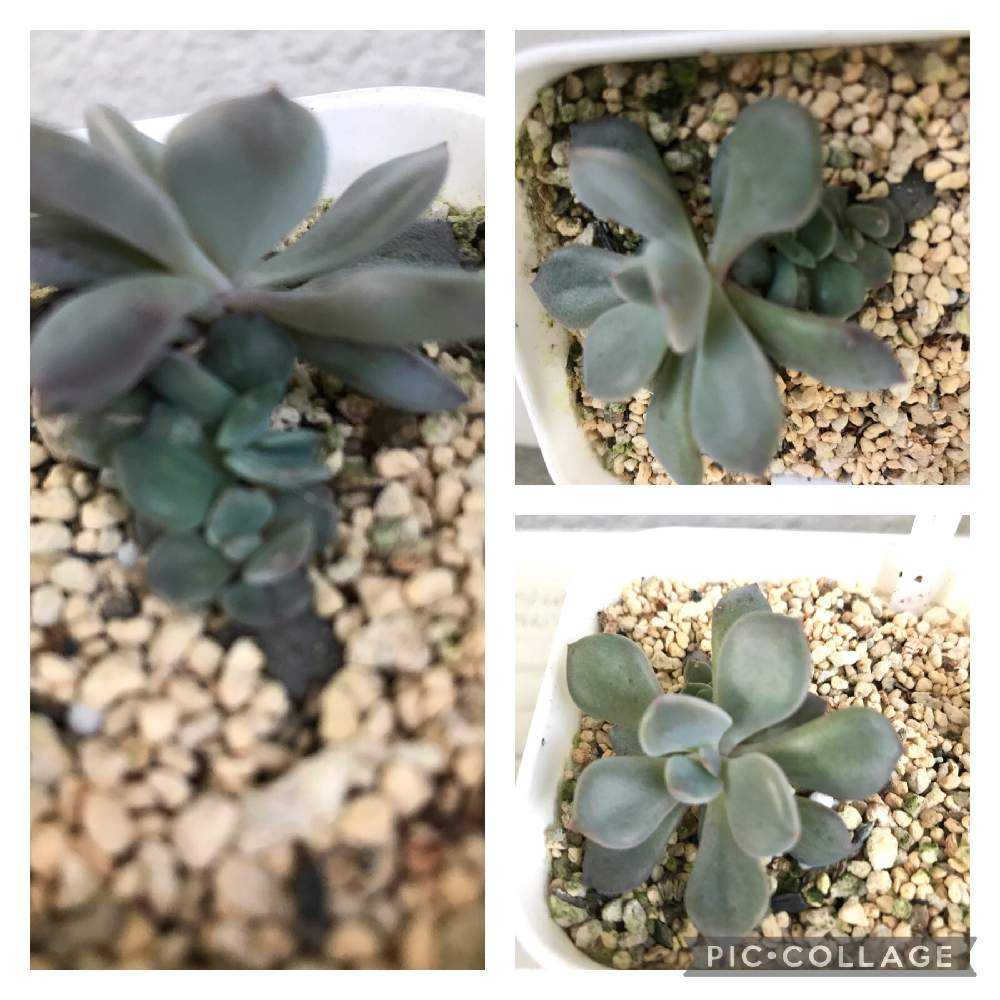 デビー丼が出来たよ｜🍀GreenSnap（グリーンスナップ）