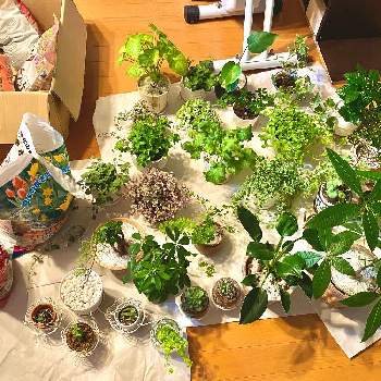 コバエ駆除の投稿画像一覧 Greensnap グリーンスナップ