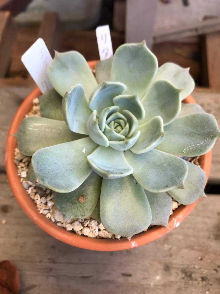 多肉植物⭐小さなカット苗たち⭐D⭐