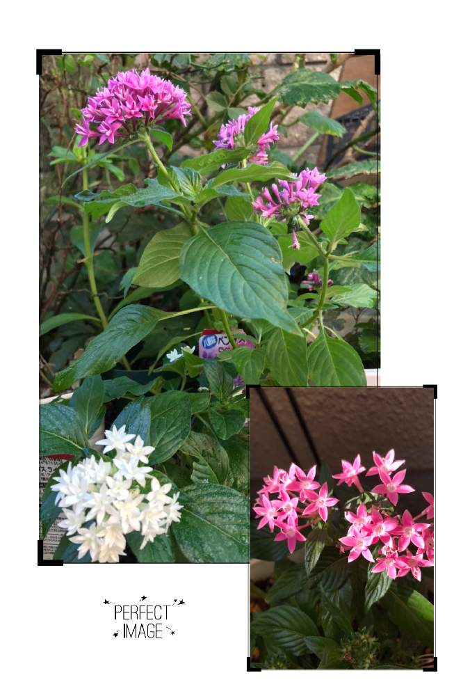 小さな庭の画像 by しぶちゃんさん | 小さな庭と八重咲きペンタス　ライカパープルと八重咲きペンタス　ライカホワイトとペンタス  ピンクとネコ好きと白い花と花のある暮らしとピンクのお花