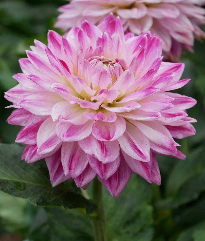 町田ダリア園 パート5 Greensnap グリーンスナップ