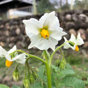 野菜の花の投稿画像一覧 Greensnap グリーンスナップ