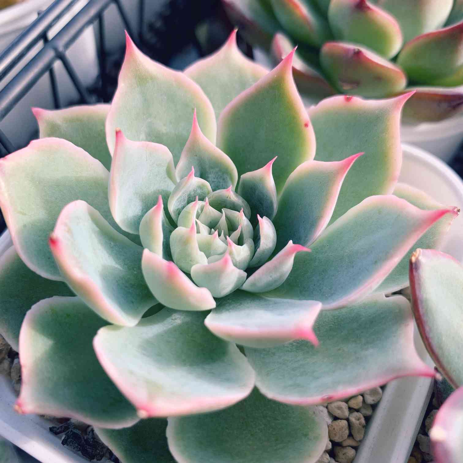 シムランスラグナサンチェス✕チワワエンシスイエコラの一覧