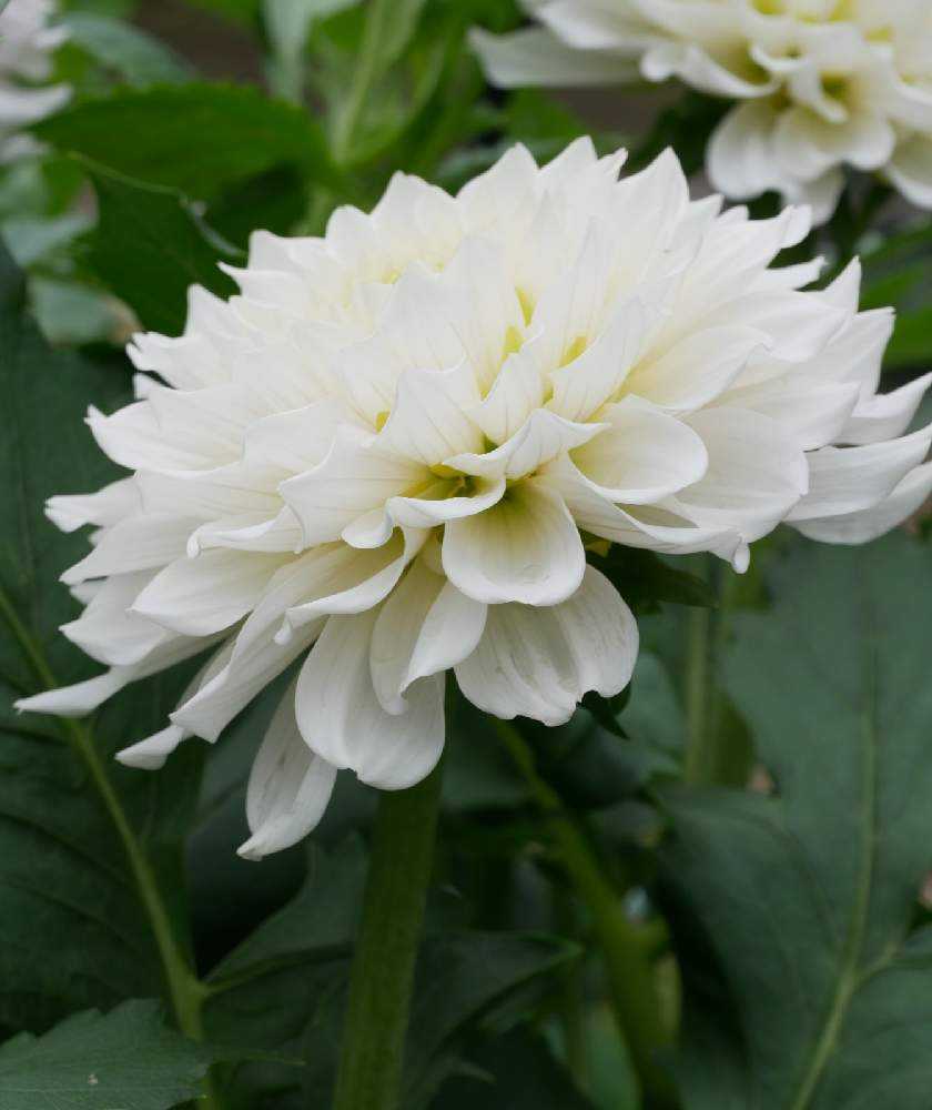 町田ダリア園 パート5 Greensnap グリーンスナップ