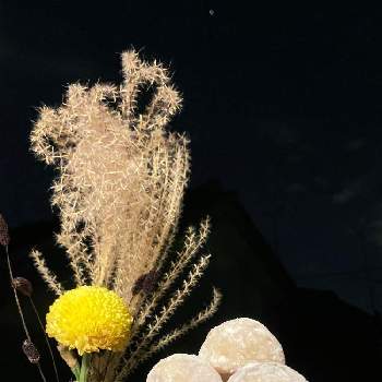 ピンポンマム　ピンポン菊の画像 by みゃんさん | ススキとピンポンマム　ピンポン菊とワレモコウと黄色い花と十三夜