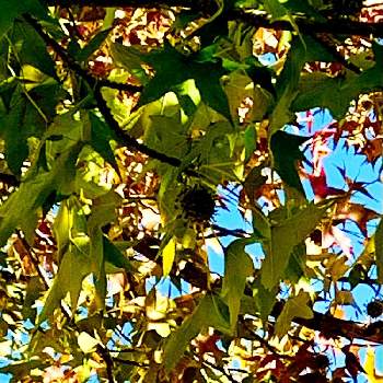 プラタナスの木の投稿画像一覧 Greensnap グリーンスナップ