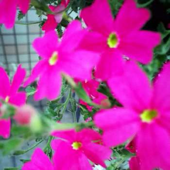サンブリテニア チェリーピンクの画像 by mamychanさん | 玄関と九州とＰＷとＰＷ育てたよと花期が長い♡と鉢植えとＰＷサンブリテニアチェリーピンクとサンブリテニア チェリーピンク