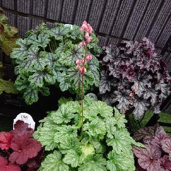 ヒューケラ ドルチェの投稿画像一覧 Greensnap グリーンスナップ