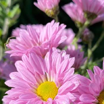 きれい♡の画像 by 美紀さん | 広い庭と菊ピンクとピンクの花と雨にもｺﾛﾅにも負けず！ときれい♡と可愛い〜♡と癒し…♡と花のある暮らし