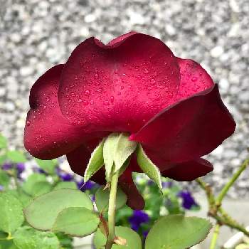 ルイ14世の投稿画像一覧 Greensnap グリーンスナップ ルイ14世の投稿画像一覧 Greensnap グリーンスナップ