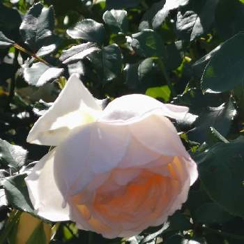 バラ 薫乃の投稿画像一覧 Greensnap グリーンスナップ