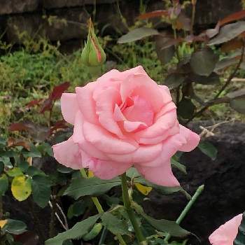 薔薇　ブライダルピンクの画像 by ほたるぶくろさん | お出かけ先と薔薇　ブライダルピンクと冬支度と綺麗なお花をありがとう＊とピンク色の花とお気に入りの公園と公園散歩