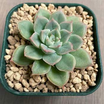イエロー系 限 定 販 売 多肉植物 ムーンフェアリー錦 覆輪斑 植物 観葉植物 インテリア小物イエロー系 10 602 Reisholzerquatschkoepp De